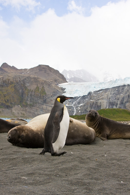 King Penguin